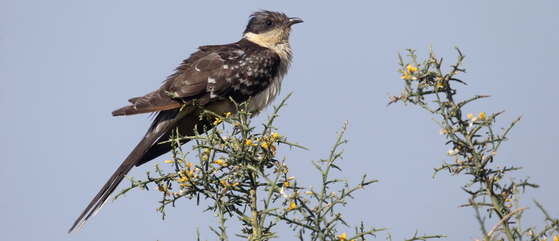 Great spotted cuckoos tracked far from the nest by Argos