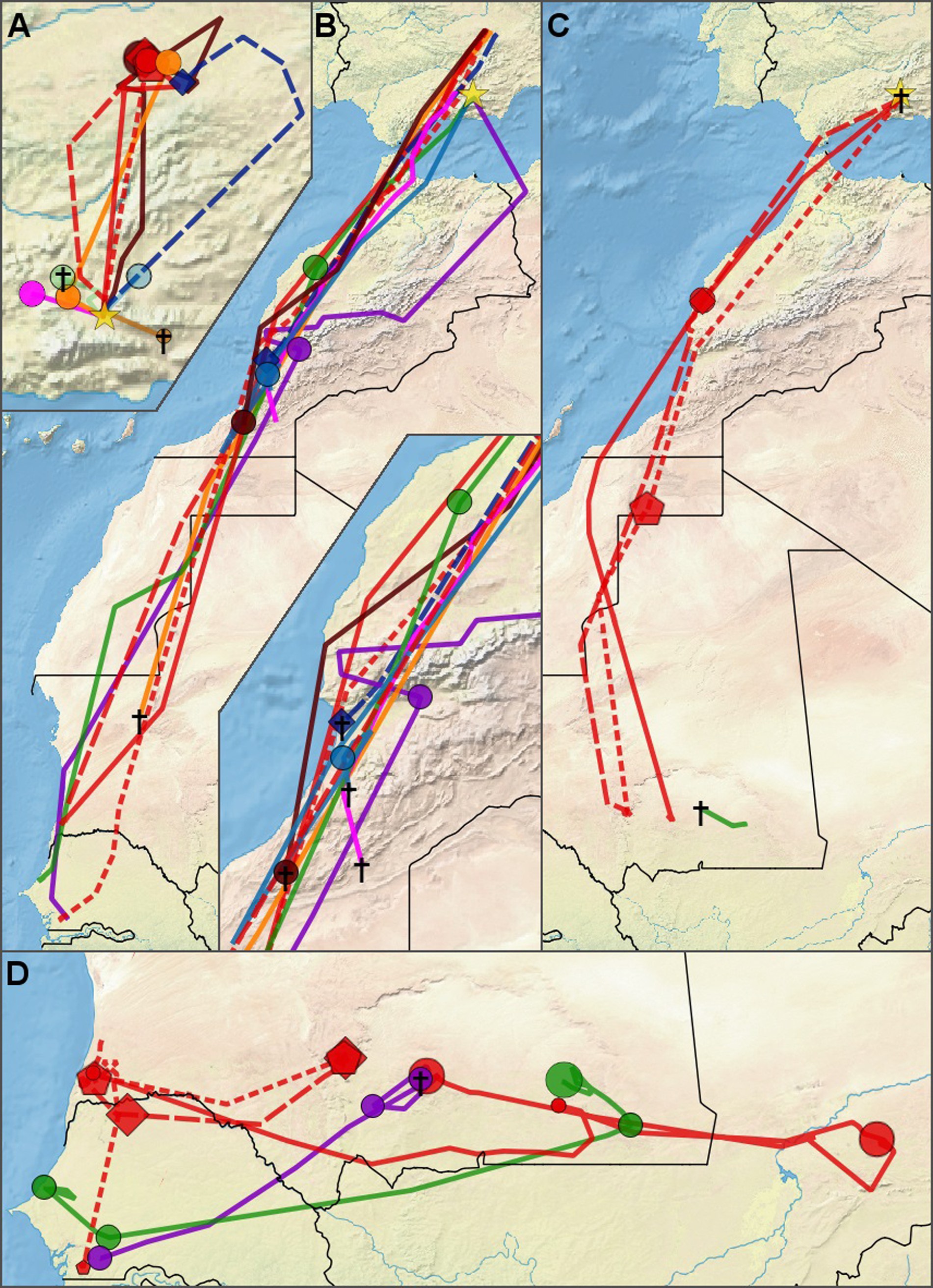 Map of migratory routes of great spotted cuckoos. (A) Pre-migratory movements within Spain. (B) Post-breeding migration (C) Prebreeding migration (D) Wintering area movements. Colors correspond to individual cuckoos, only cuckoos that left the breeding area are included in this map. (Credit University of Groningen)