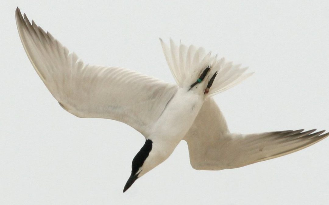 Gull-billed terns keep their migration route and winter sites from year to year