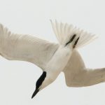 A gull-billed tern diving