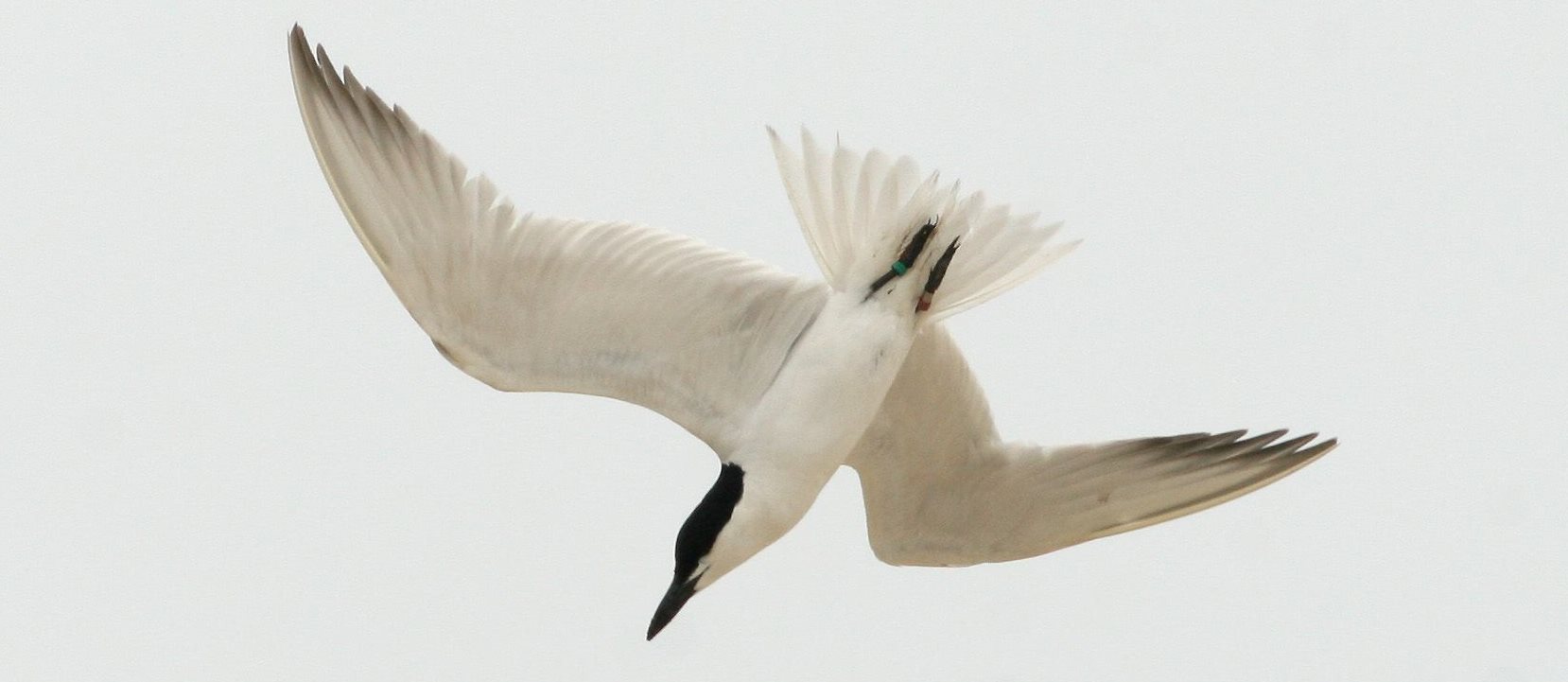 A gull-billed tern diving