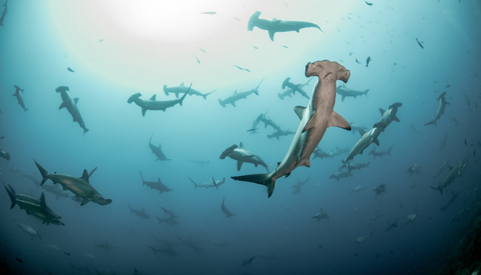 hammerhead sharks