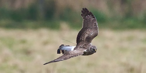 Juvenile male Hen Harrier with an Argos PTT (Credits Les Steele)