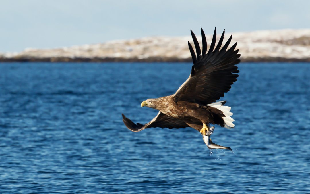 The utility of Argos satellite tagging in monitoring a long-lived raptor: White-tailed Sea Eagle reintroduction to Ireland