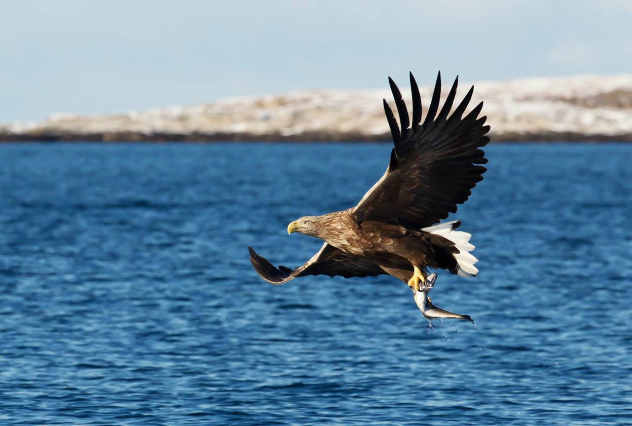 White-tailed sea Eagle in flight with a fish in the claws, Norway.