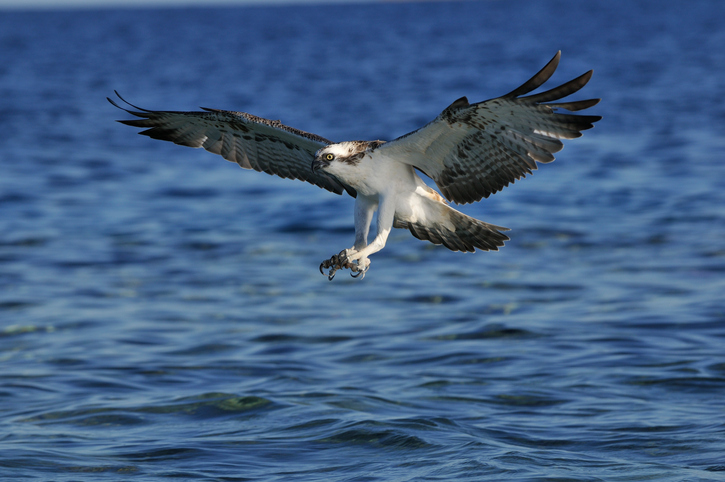 osprey in flight