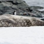 Weddell seal