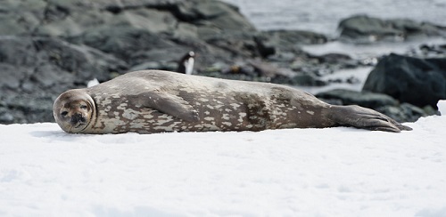 Better understanding of Weddell seals’ diving