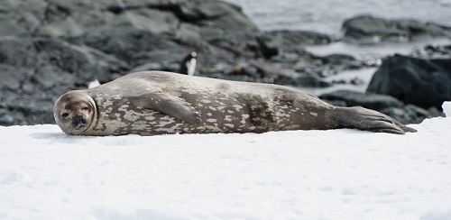 Weddell seal