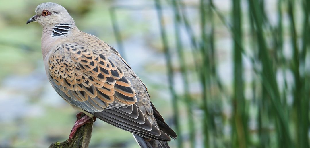 Using Argos for turtle dove management