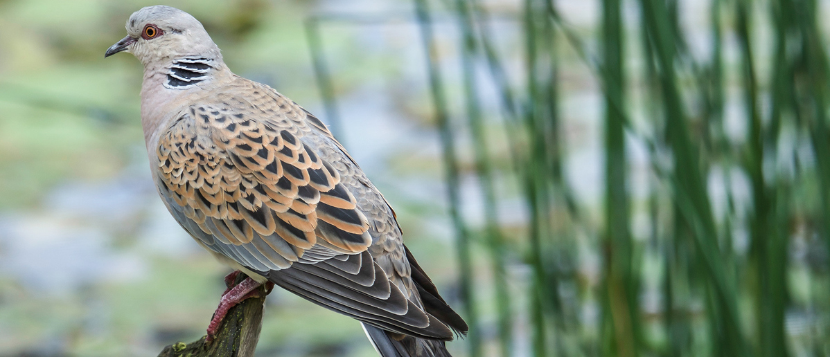 Turtle Dove Turtle dove on a log.