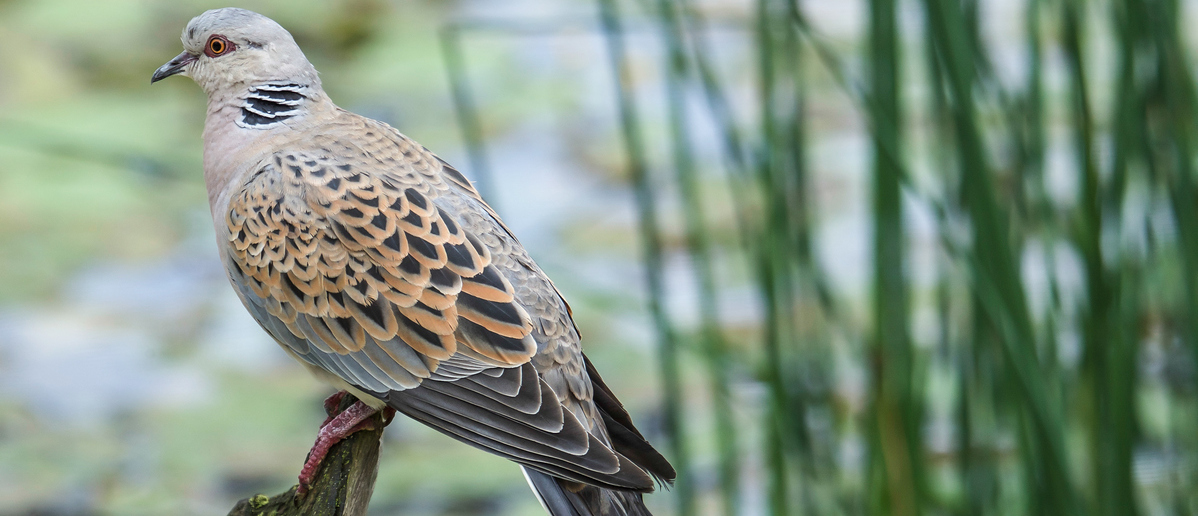 Turtle dove on a log.