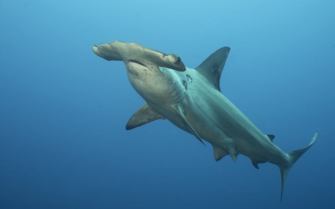 Hammerhead Shark research: Knowledge from the populations in the Canary Islands