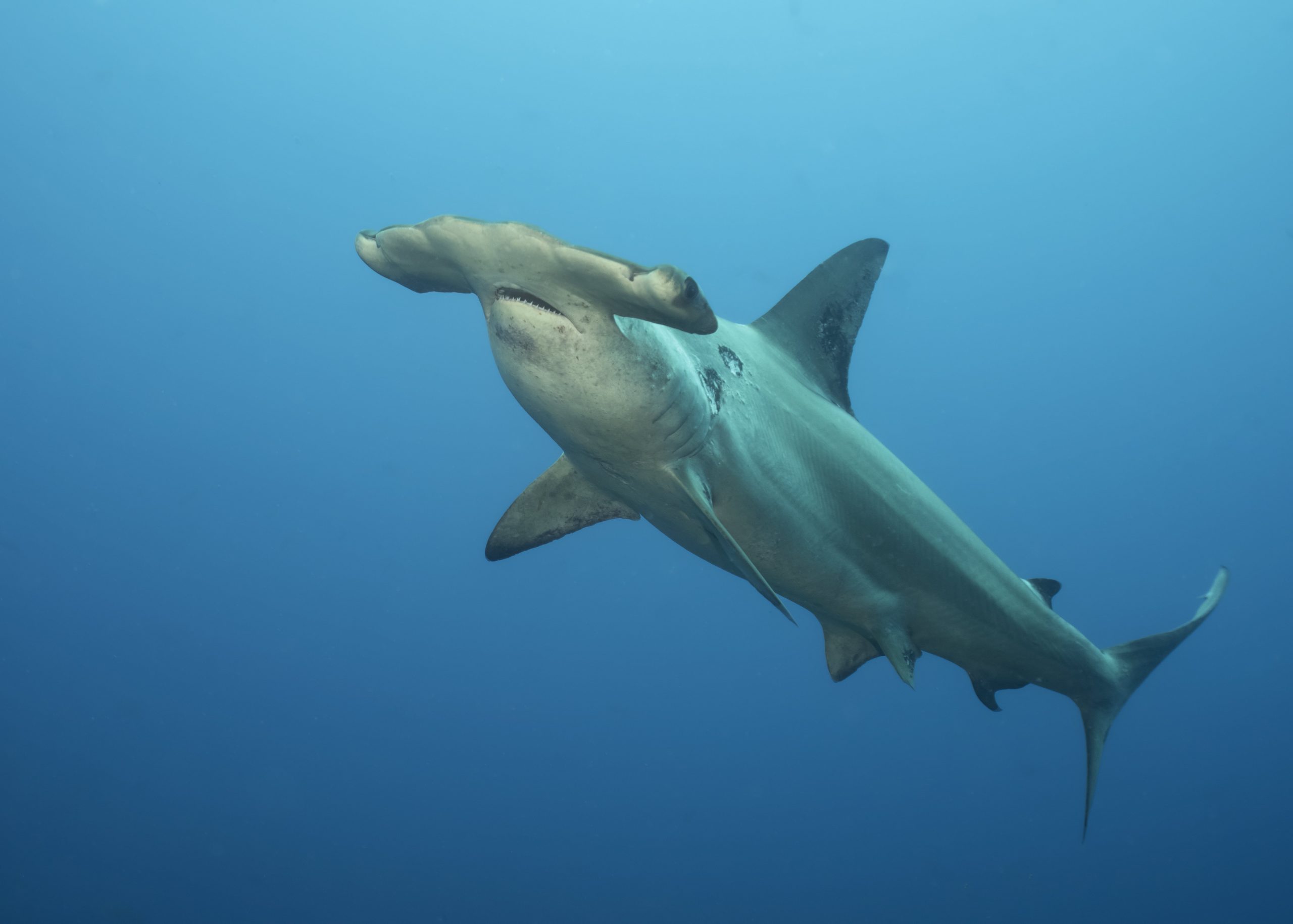 Hammerhead Shark research: Knowledge from the populations in the Canary Islands