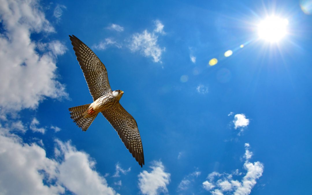 Year-round Satellite Tracking of Amur Falcon (Falco amurensis) reveals the longest migration of any raptor species across the open sea