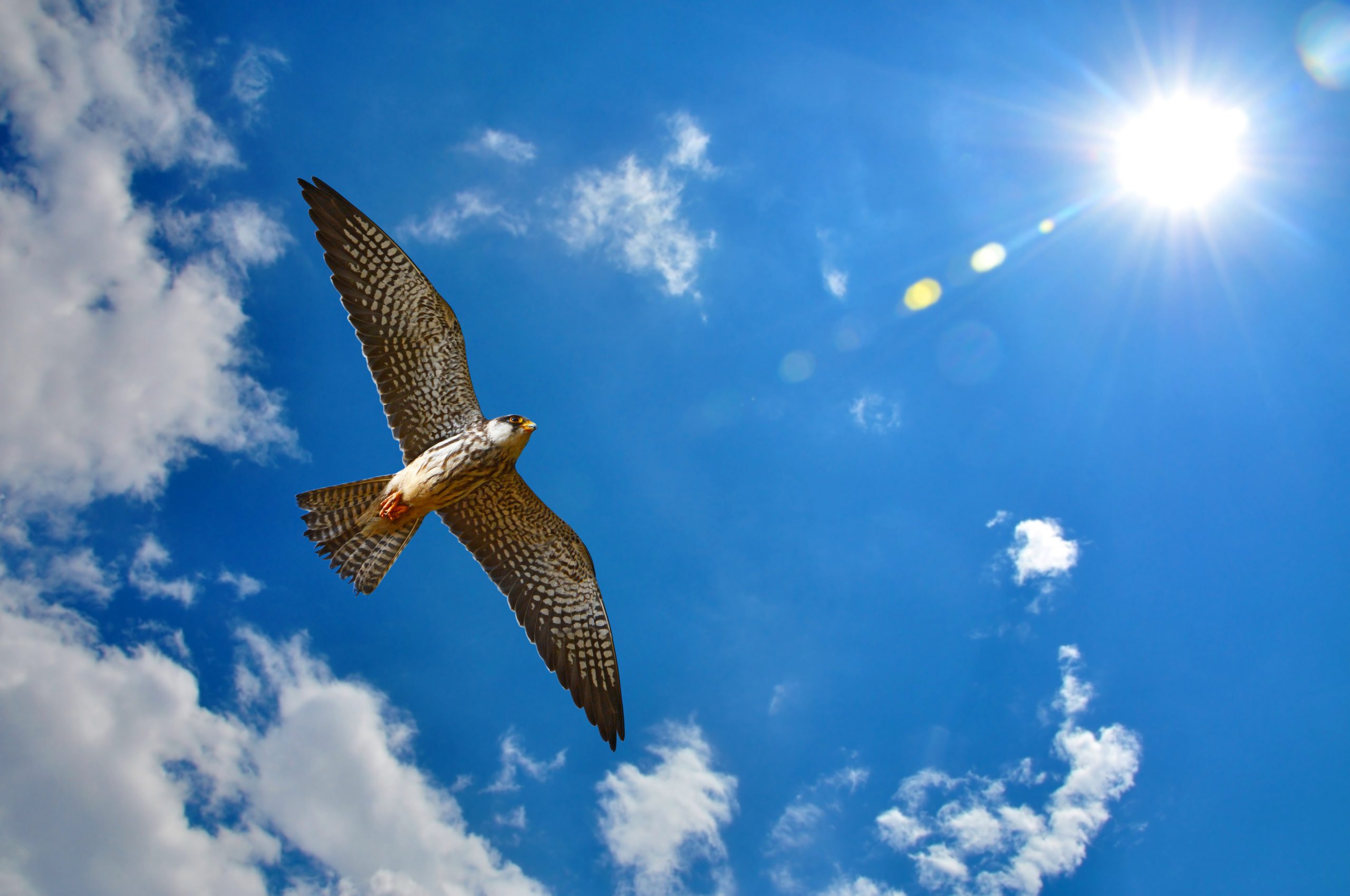 Beautiful bird, Amur Falcon (Falco amurensis), bird of prey or raptor, is flying and searching small insects in clear blue sky on Khao Yai National Park, Thailand