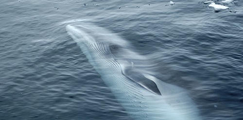 Argos celebrates World Whale Day