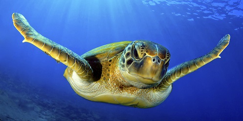 Flying green turtle
