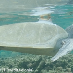a sea turtle with an Argos PTT (credit Kelonia)
