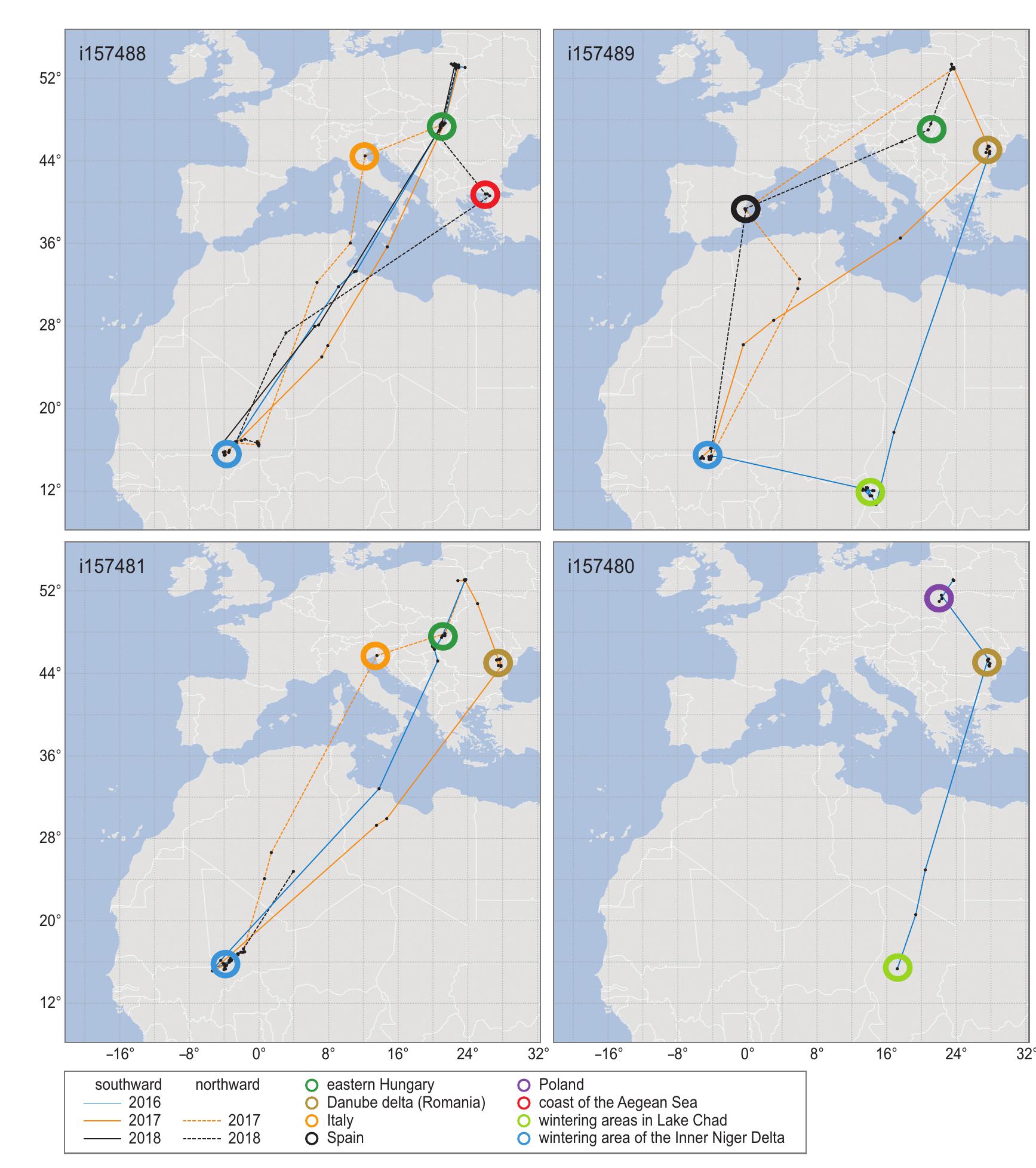 MIgratory routes of each of the four black-tailed godwits tagged in Poland