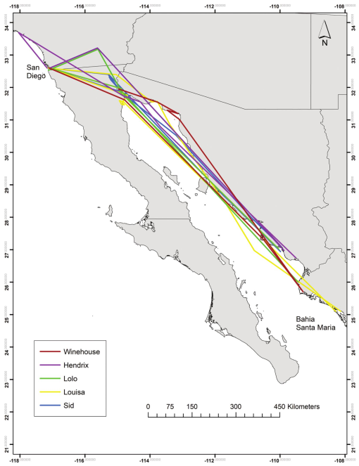 Long-range tracks of the five gull-billed tern