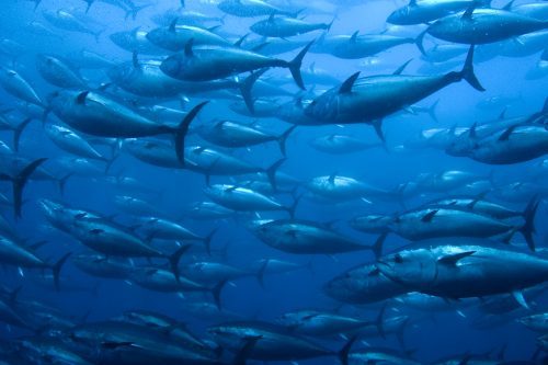 atlantic bluefin tuna