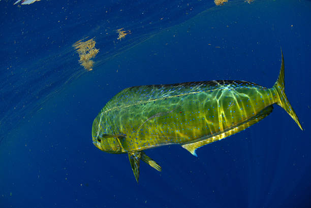 Mahi-Mahi fish