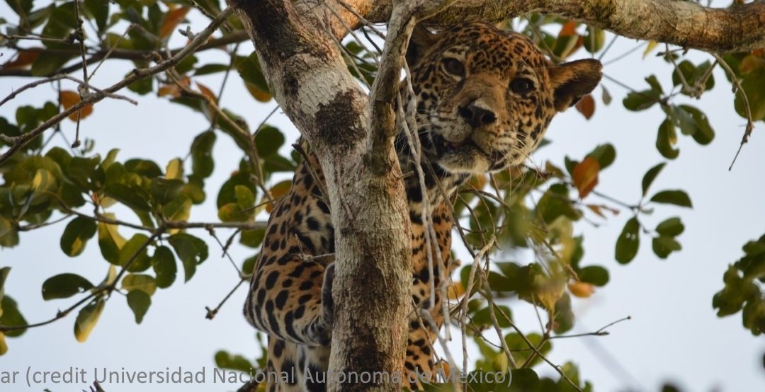 Jaguars in need of increasing biosphere reserve