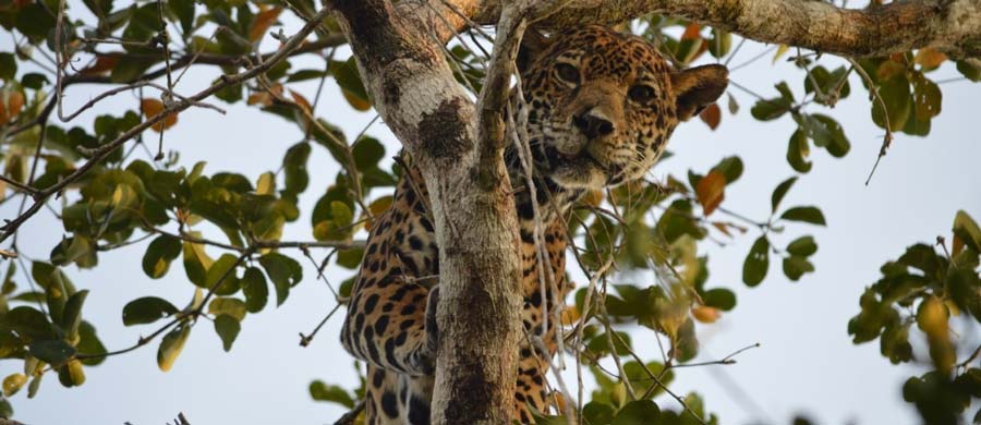 Jaguars in need of increasing biosphere reserve