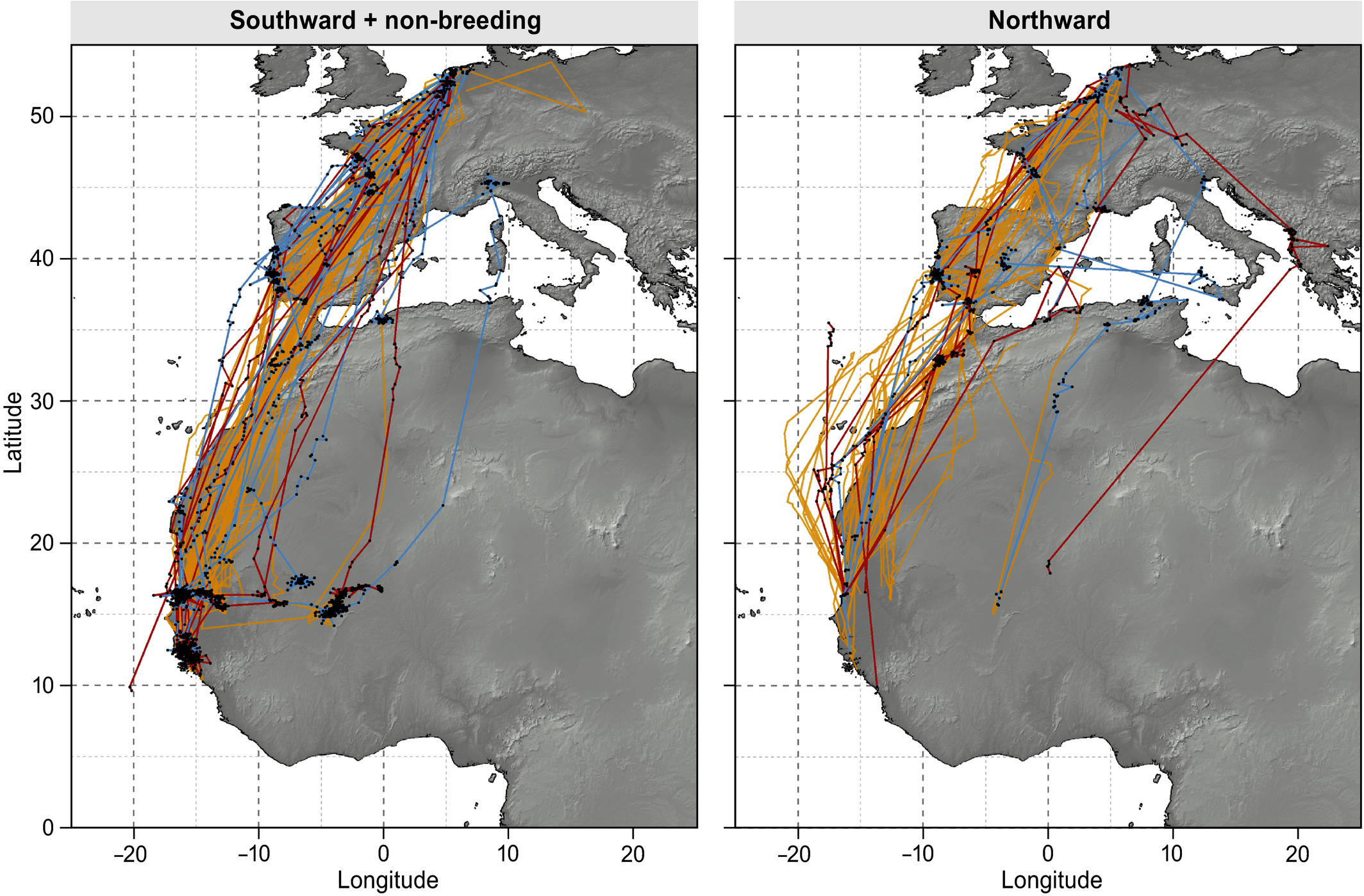 Migratory tracks of all adults and juveniles hatched