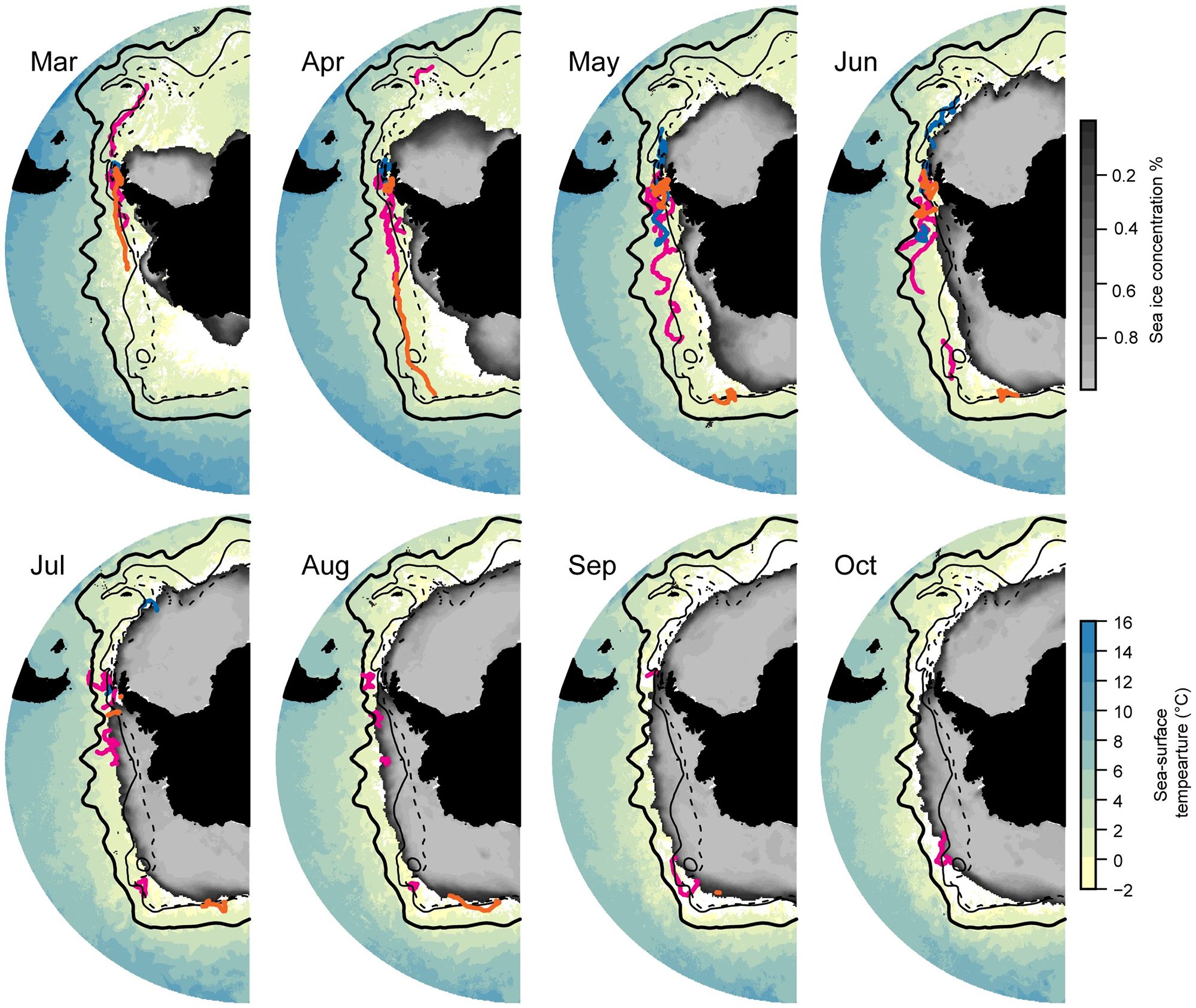 Month-by-month chinstrap penguin tracks (the colors of the line refer to the colonies of origin) vs sea ice concentration (grey scale close to the continent) and sea surface temperature (colored scale over ice-free waters). The black lines are showing the different current fronts. The penguins are moving between the ice edge and the polar front (thick solid black line) (Credit NOAA)