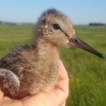 A juvenile black-tailed godwit