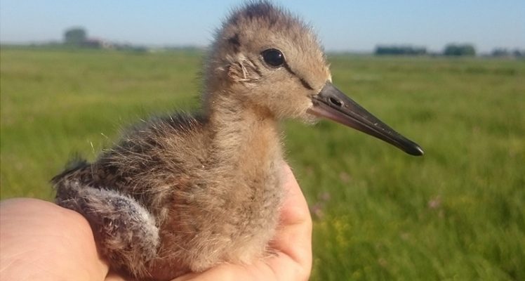 Juveniles black-tailed godwit tracked