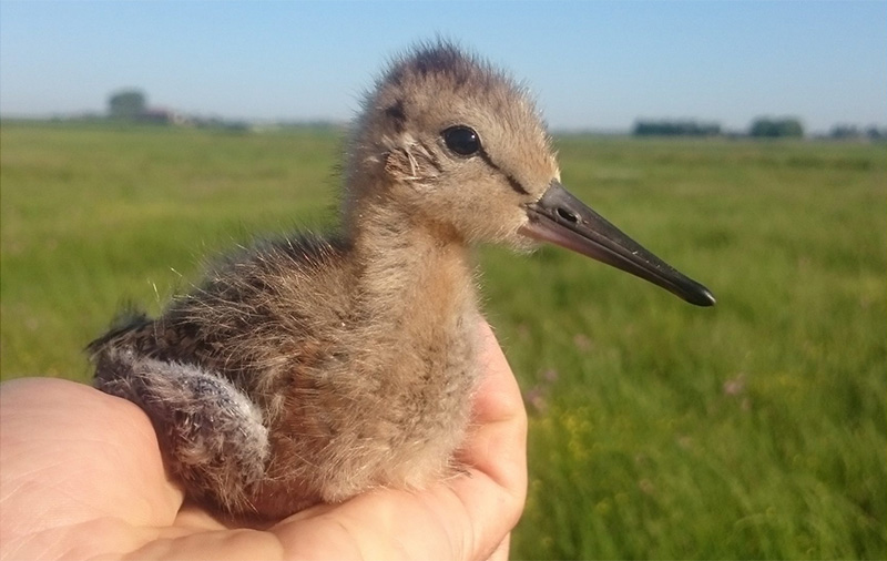 A juvenile black-tailed godwit