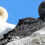 an adult (white-feathered) and a juvenile (dark-feathered) northern gannet