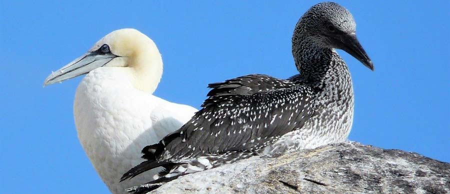 an adult (white-feathered) and a juvenile (dark-feathered) northern gannet