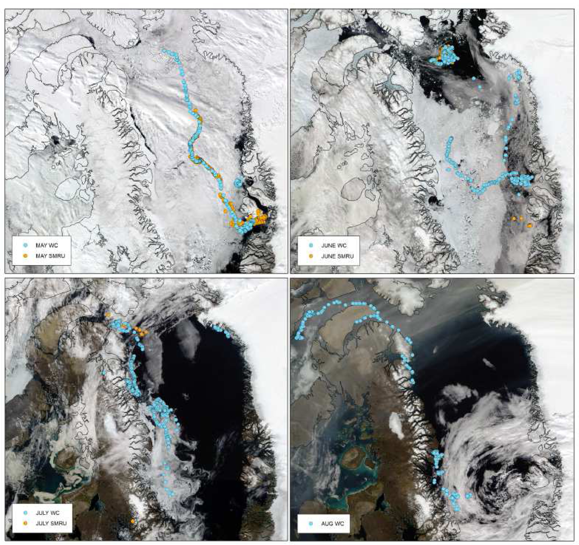 Satellite images showing the sea ice cover in the area of the study and the bowhead whale tracks, month by month from May to August, with the two type of tags attached to the same whale. (Credit [Teilmann et al. 2020])