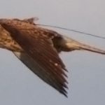 Photo: A lesser kestrel with an Argos PTT (Green Balkans)