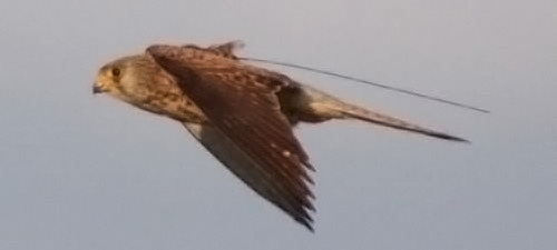 Photo: A lesser kestrel with an Argos PTT (Green Balkans)