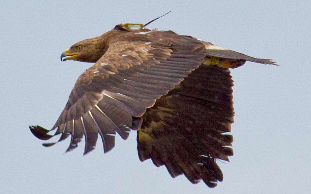 How do lesser spotted eagles learn their migration routes?