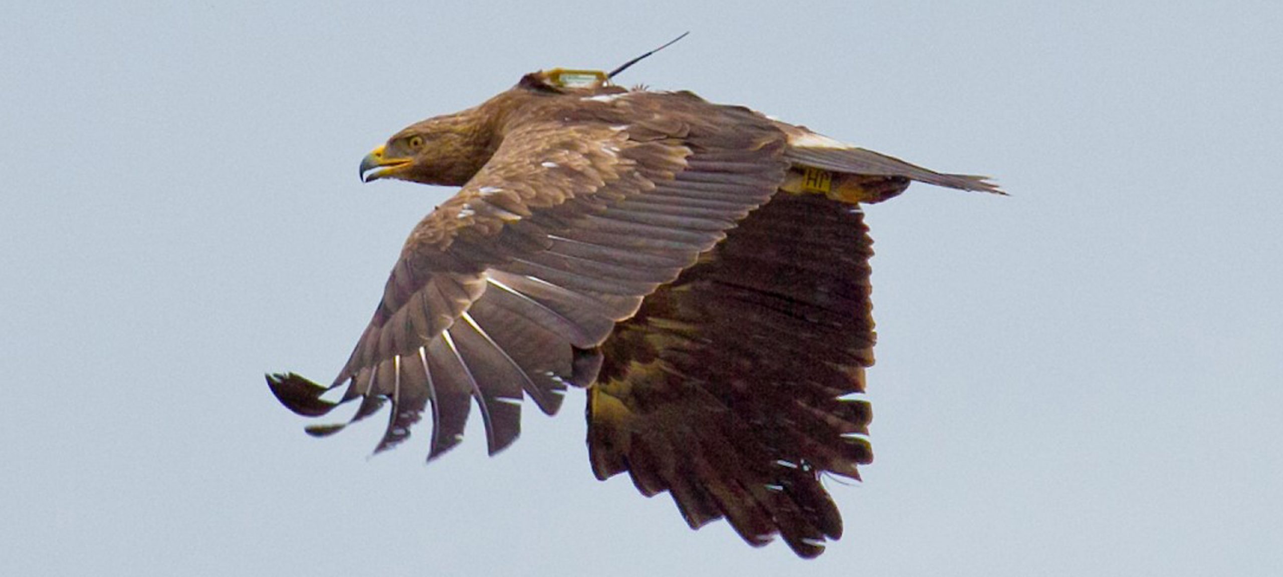 Lesser spotted eagle with Argos beacon (photo courtesy Carsten Rohde) Lesser spotted eagle with Argos beacon (photo courtesy Carsten Rohde)