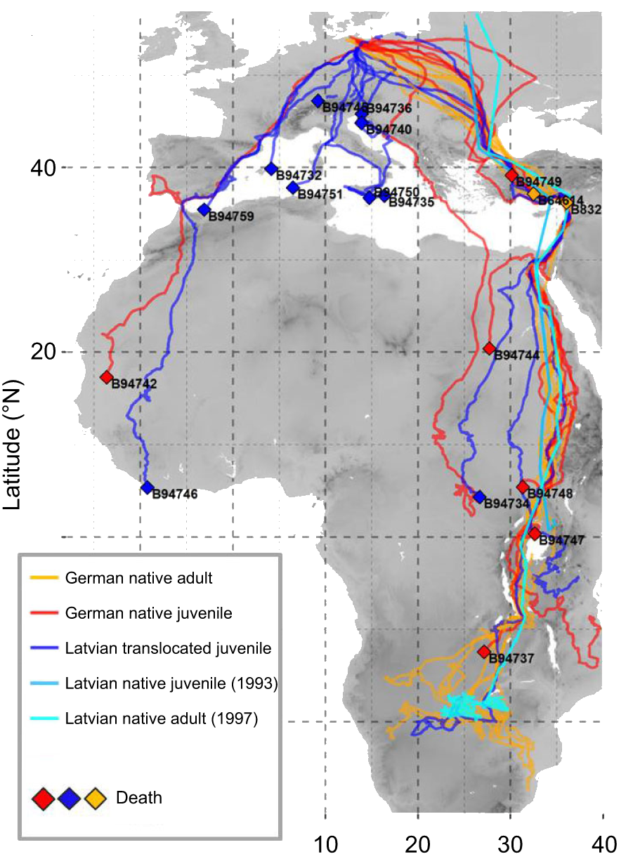 Tracks of lesser spotted eagles during their migrations in 2009, depending on their maturity and birth place. Juveniles born in Latvia and translocated to Germany mostly do not follow the same route than the others, probably because they do not follow experienced adults (credits Prof. Dr. Bernd-U. Meyburg)