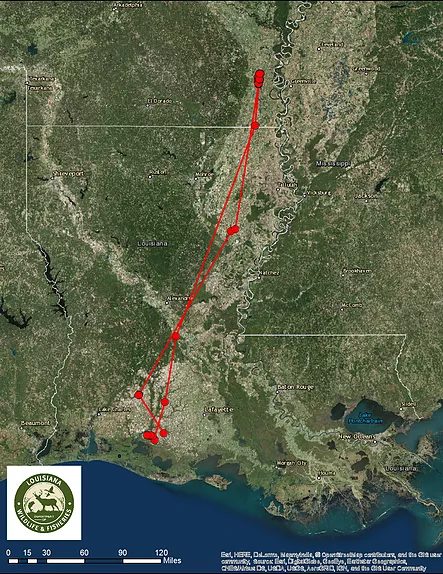 Whooping Crane tracking to Arkansas (Credit Louisiana Department of Wildlife and Fisheries)