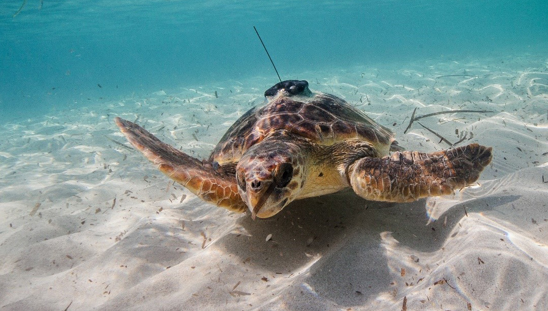 Loggerhead turtle equipped with a satellite tag. Source: Miquel Gomila/SOCIB