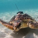 Loggerhead turtle equipped with a satellite tag. Source: Miquel Gomila/SOCIB