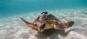 Loggerhead turtle equipped with a satellite tag. Source: Miquel Gomila/SOCIB