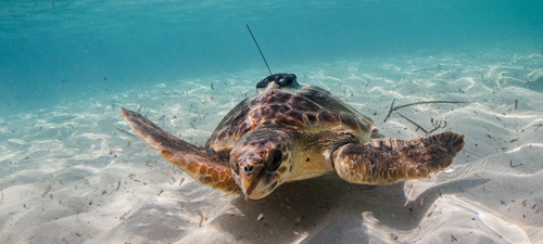 Tweeting Mediterranean Loggerhead turtles as oceanographers