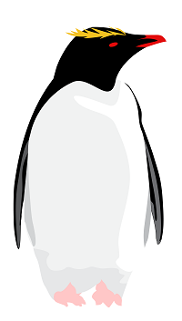 macaroni penguin