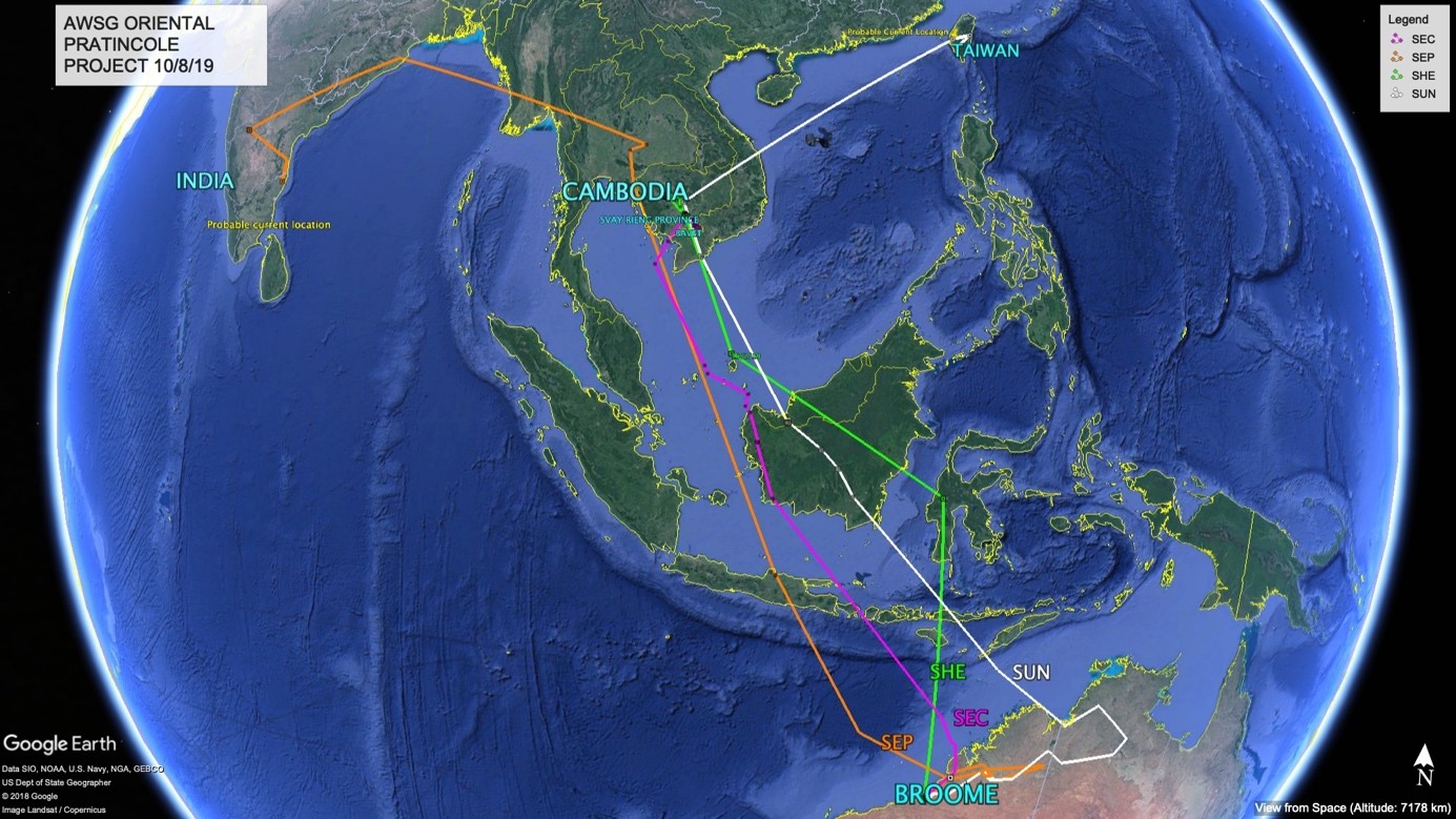 Migration tracks of four satellite-tagged Oriental Pratincoles as of August 10, 2019. At some point they were all in Cambodia or Vietnam, but two diverged afterwards (creditsAustralasian Wader Studies Group)