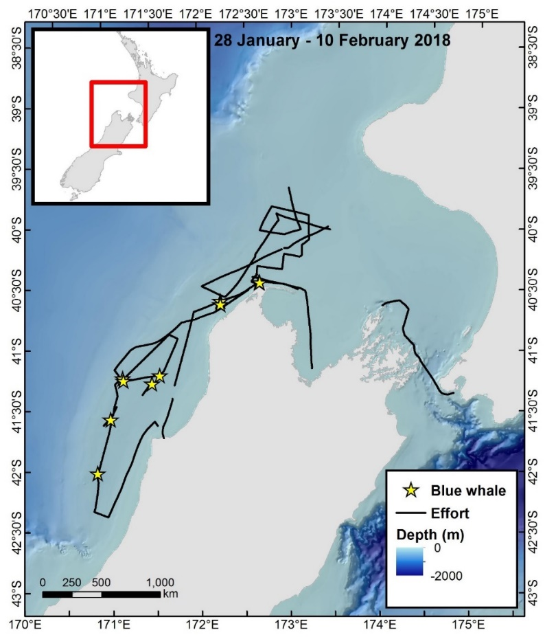 On-effort tracklines and blue whale sighting events collected during the 2018 blue whale voyage. In total during this voyage, 11 blue whale sightings were made consisting of 14 unique individuals. The voyage departed from Wellington, New Zealand on the 28 January and returned to the same port on 10 February 2018.